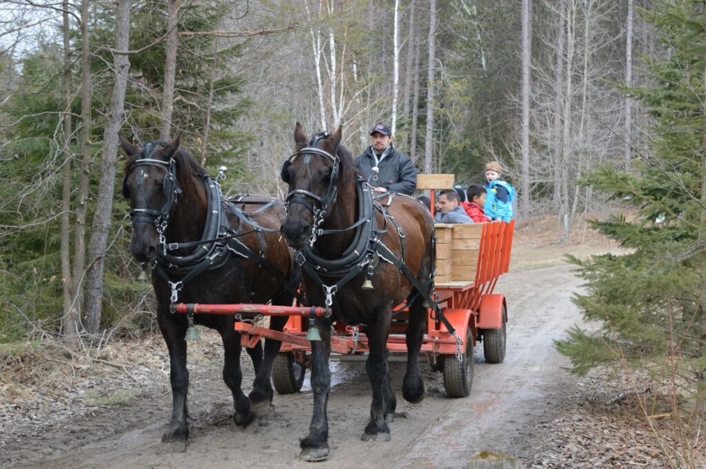 Horse Drawn Wagon Ride