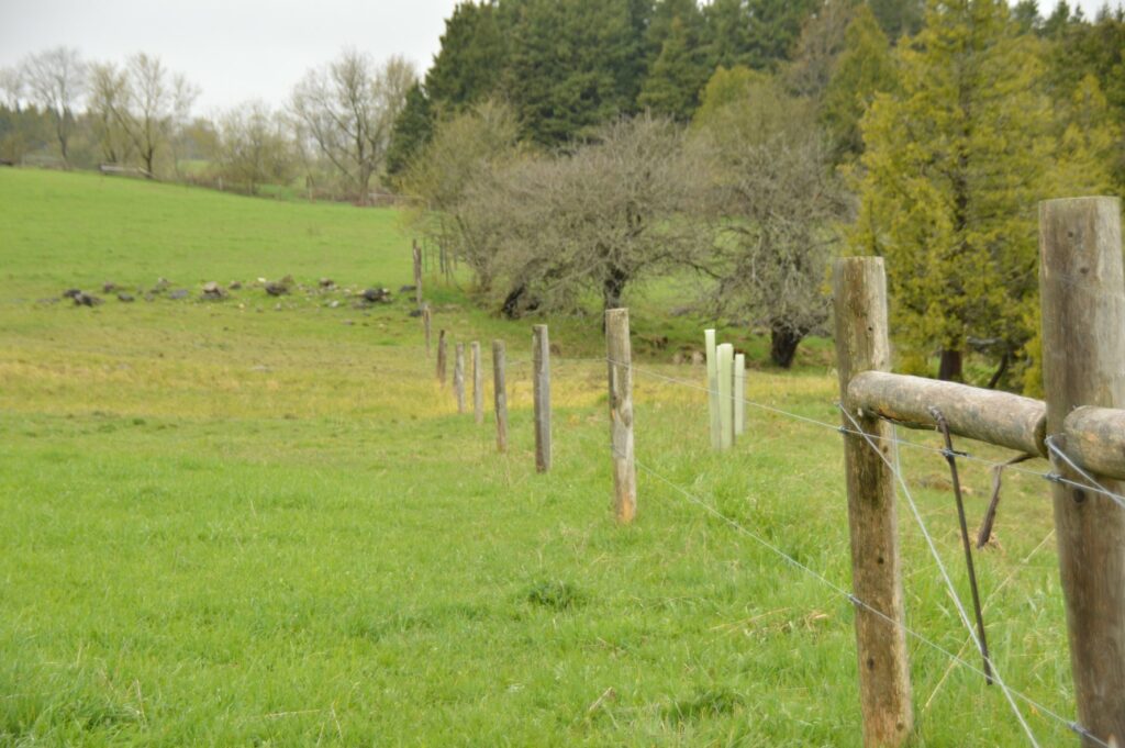 Live stock fencing