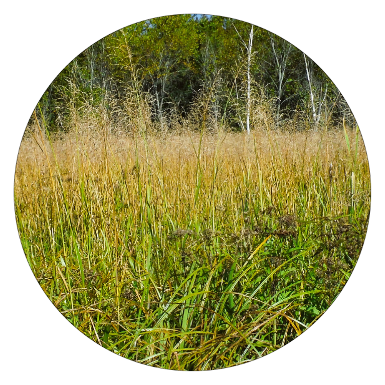 Circle photo of Manna Grass