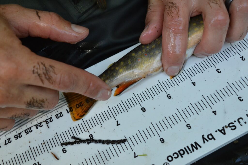 Measuring fish