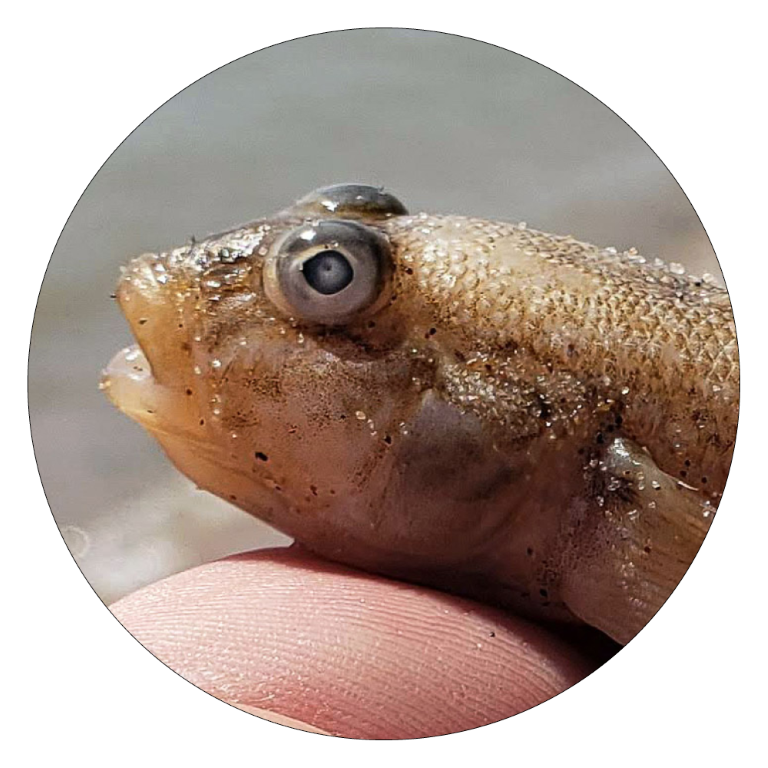 Circle photo of Round Goby
