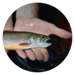 Circle button with hands holding brook trout