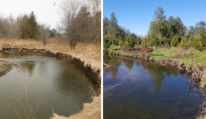 Before and after restoration on Sheldon Creek