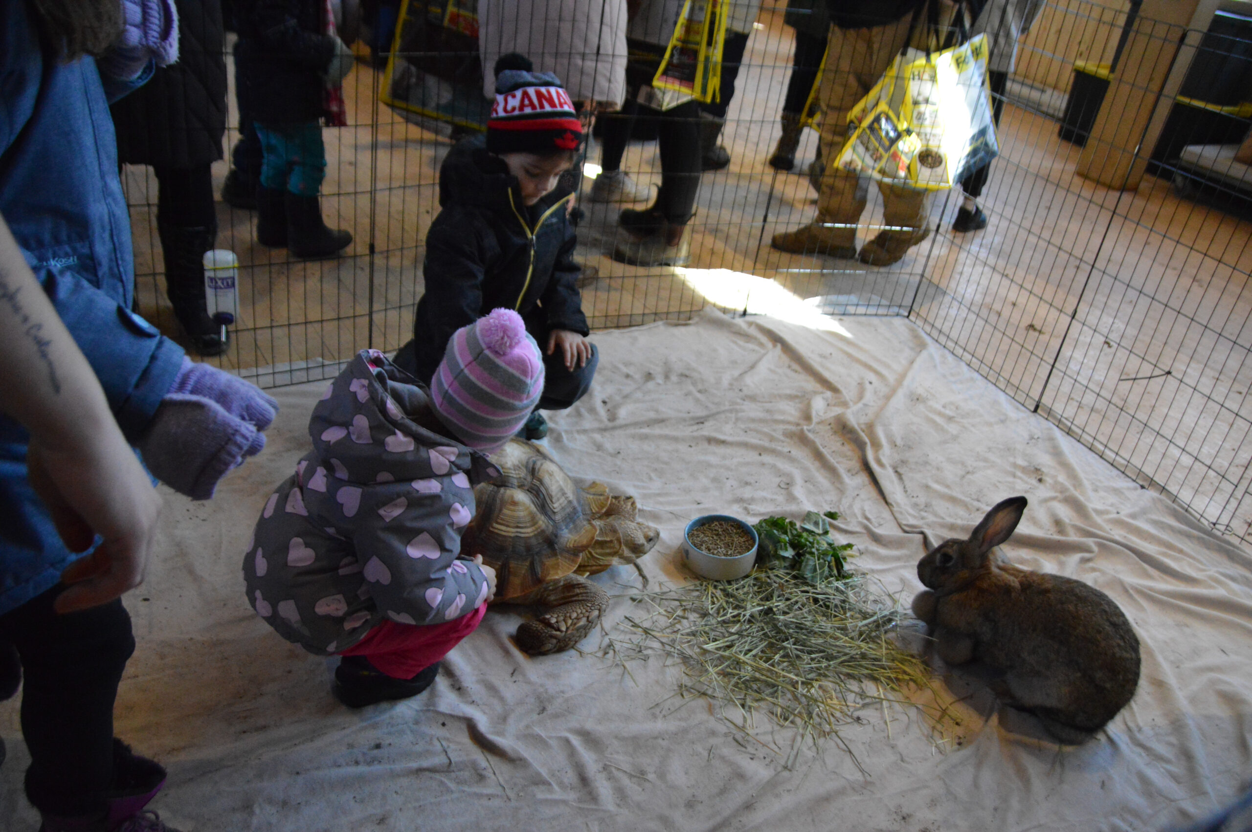 A child spending time with a rabbit