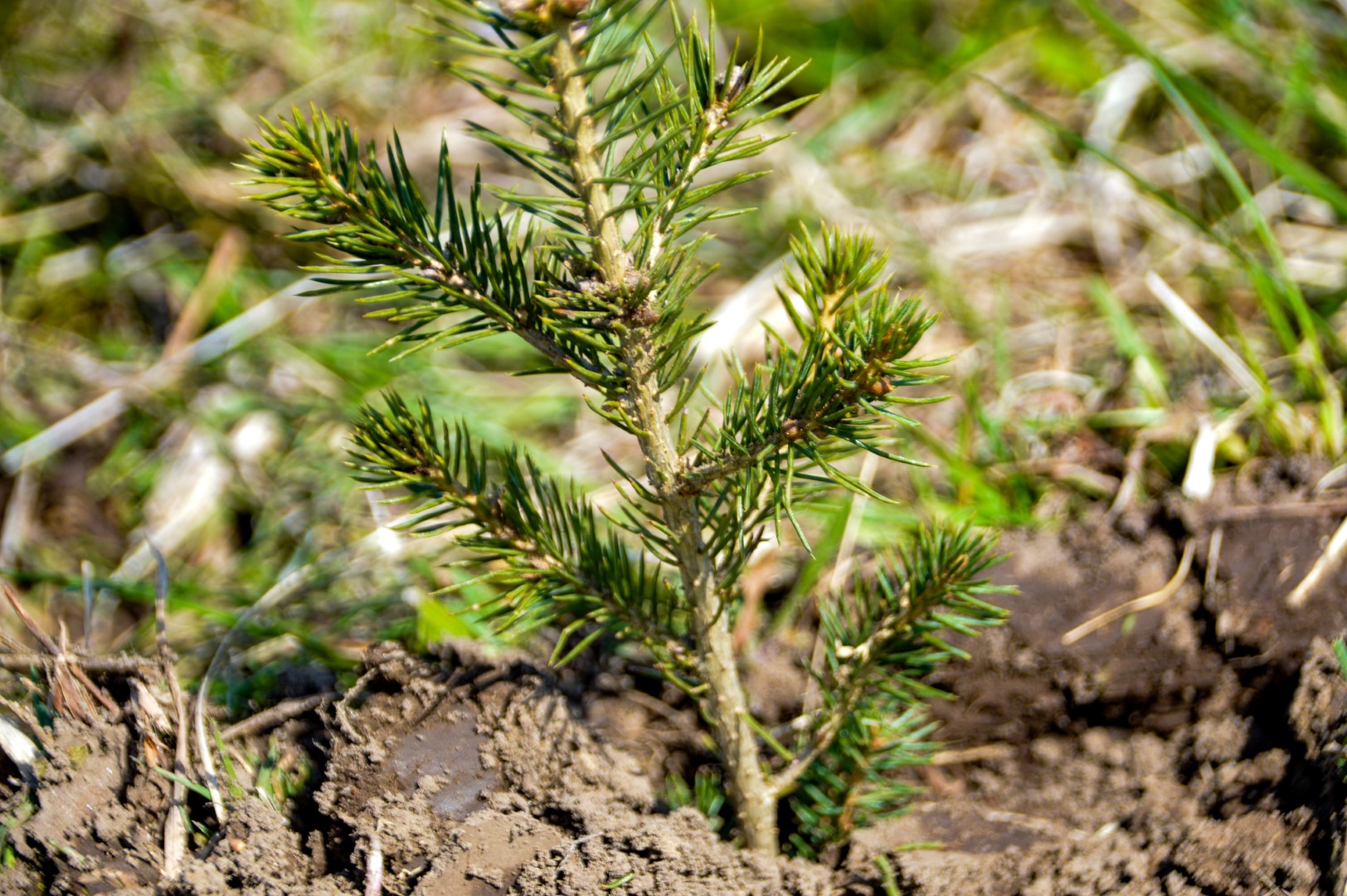 White spruce seedling planted by NVCA's forestry program