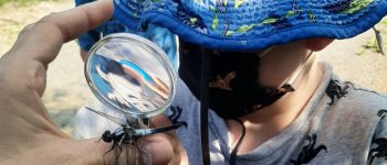 Child looking at dragonfly through magnifying glass