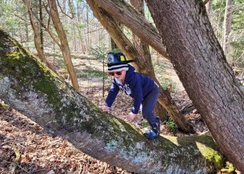 Child climbing a tree Tiffin Nature Program