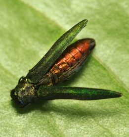 Emerald Ash Borere adult red belly