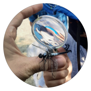 Magnifying glass on dragonfly