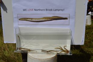 Northern Brook Lamprey