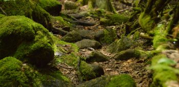Moss cover rocks