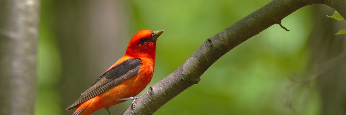 Scarlet Tanager - credit Andrew Weitzel