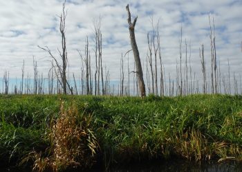 Trees in Minesing Wetlands