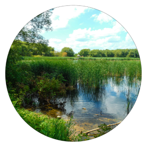 Circle button with wetlands